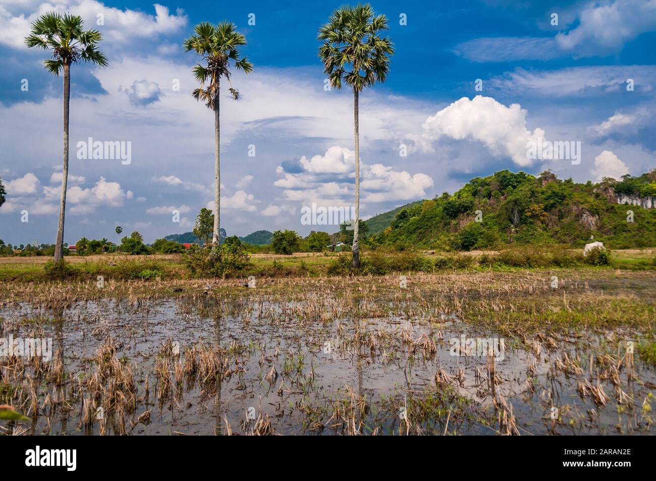 Trois arbres debout fier dans les champs à proximité de l'Phnom Chhnork grottes près de Kampot au Cambodge Banque D'Images