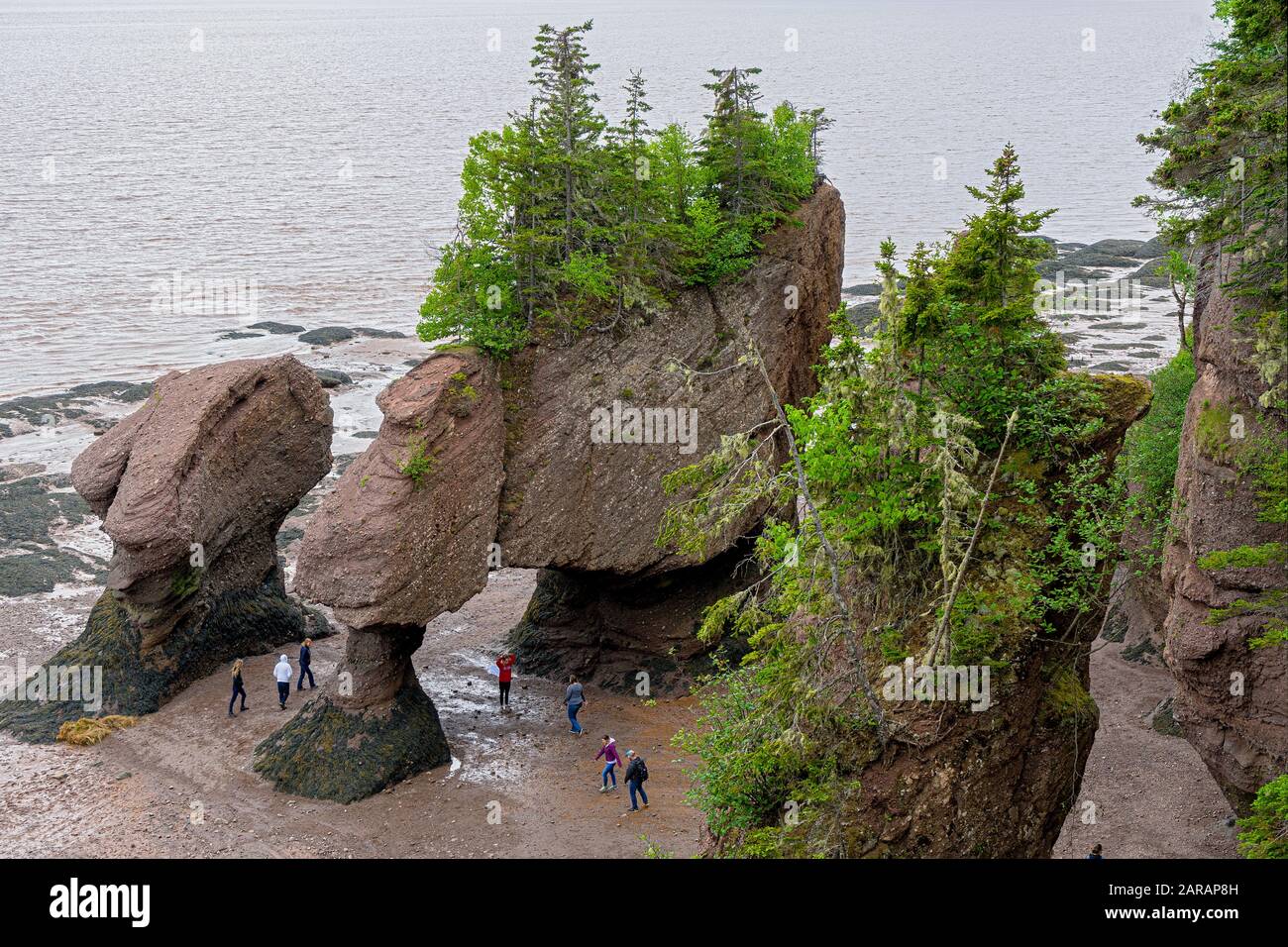 Les rochers de Hopewell, appelés couramment les Rochers De Fleurs, sont des formations rocheuses causées par l'érosion des marées dans Le Sit d'exploration des marées de Hopewell Rocks Banque D'Images