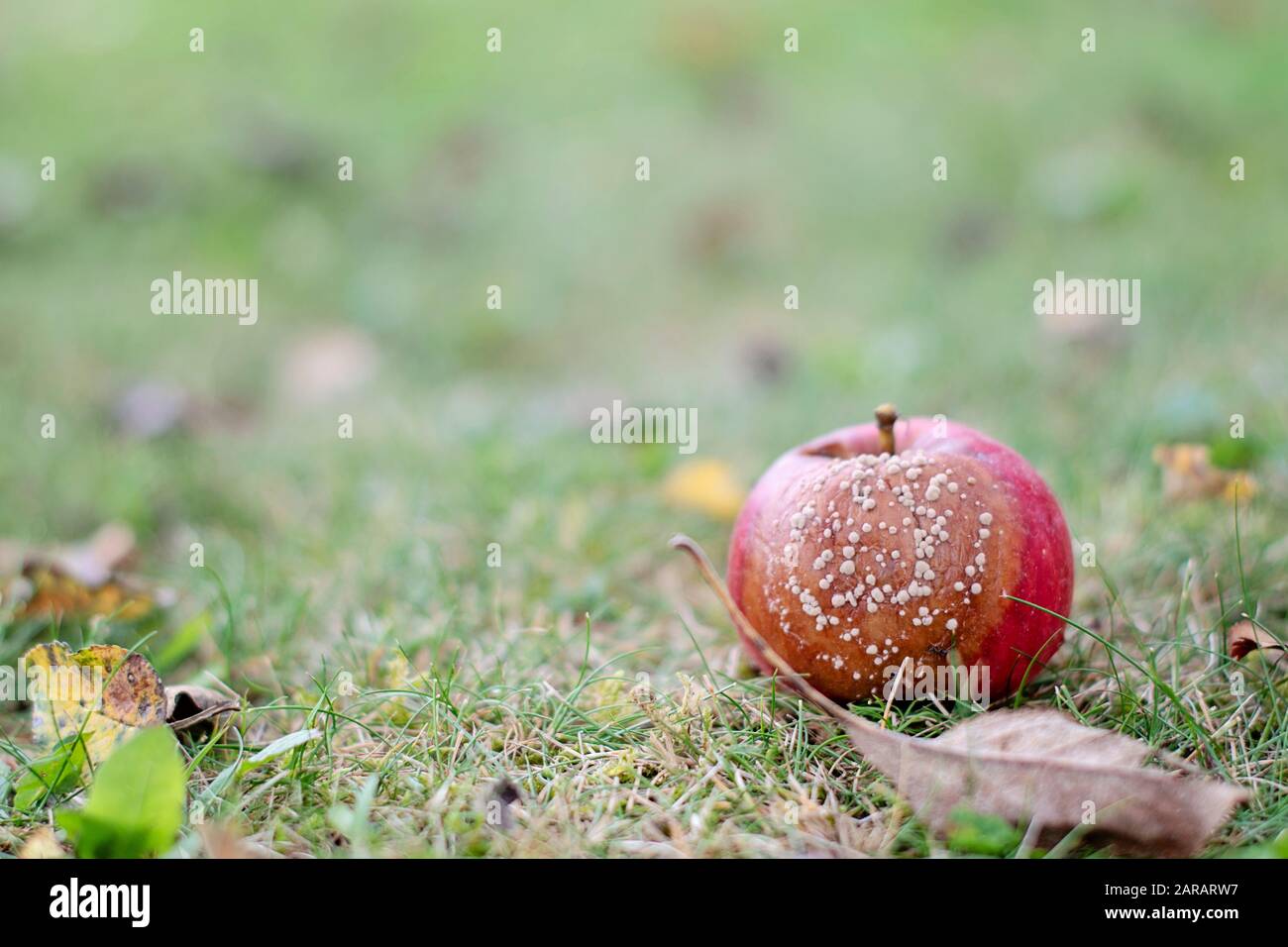 Selective focus sur rotten apple rouge sur l'herbe sous le soleil de journée d'automne. Close-up image de pomme pourrie. Vue avant apple en décomposition. Arrière-plan flou. Banque D'Images