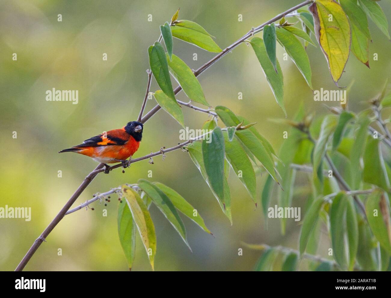 Tarin des pins rouges (Carduelis cucullata) mâle, le sud de Rupununi, Guyana, en Amérique du Sud. Les espèces en voie de disparition - espèce menacée par la perte de l'habitat et le piégeage pour t Banque D'Images