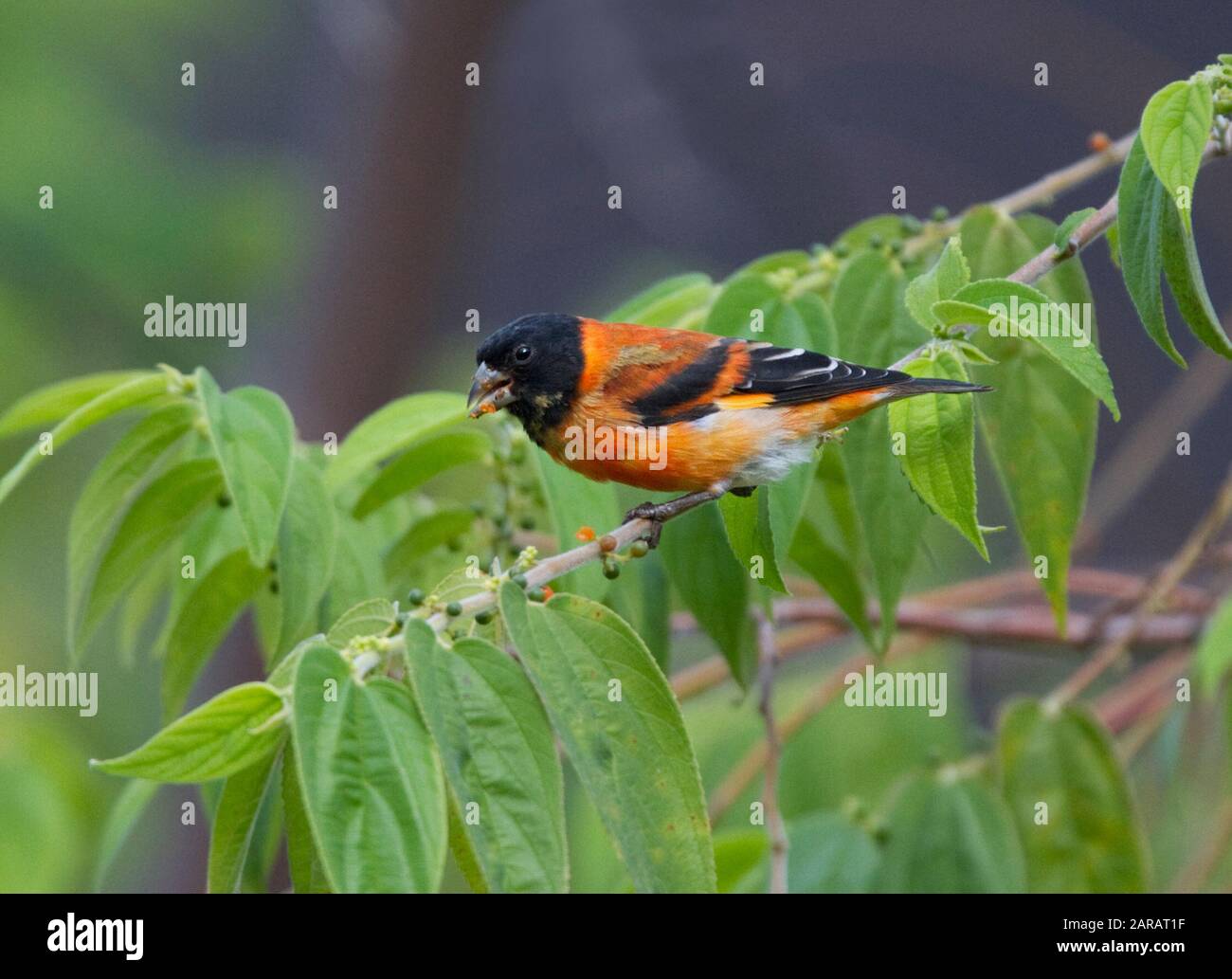 Tarin des pins rouges (Carduelis cucullata) mâle juvénile l'alimentation, le sud du Rupununi, Guyana, en Amérique du Sud. Les espèces en voie de disparition - espèce menacée par la perte de l'habitat une Banque D'Images