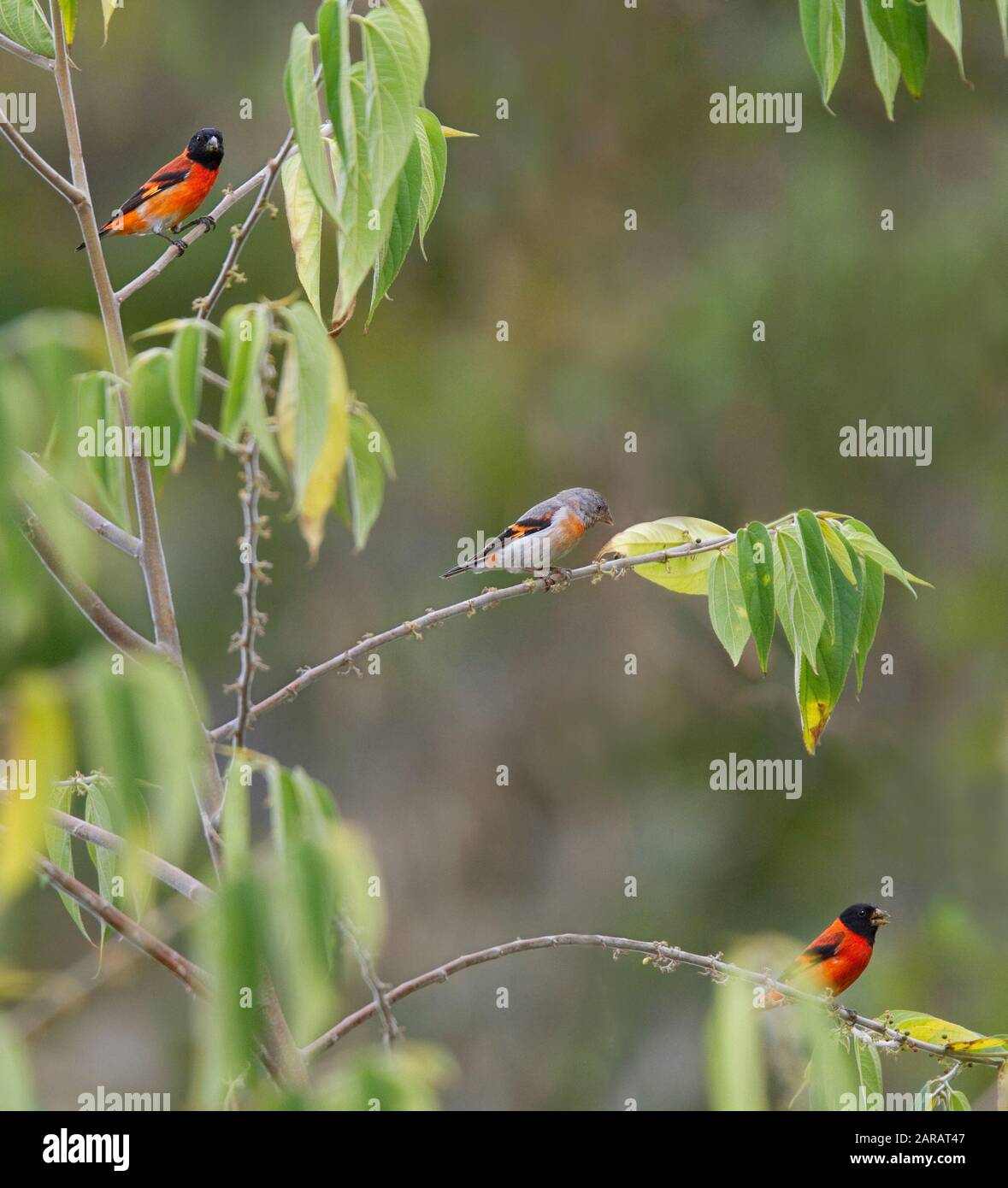 Tarin des pins rouges (Carduelis cucullata) Deux hommes et une femme, dans le sud de Rupununi, Guyana, en Amérique du Sud. Les espèces en voie de disparition - espèce menacée par la perte de l'habitat Banque D'Images