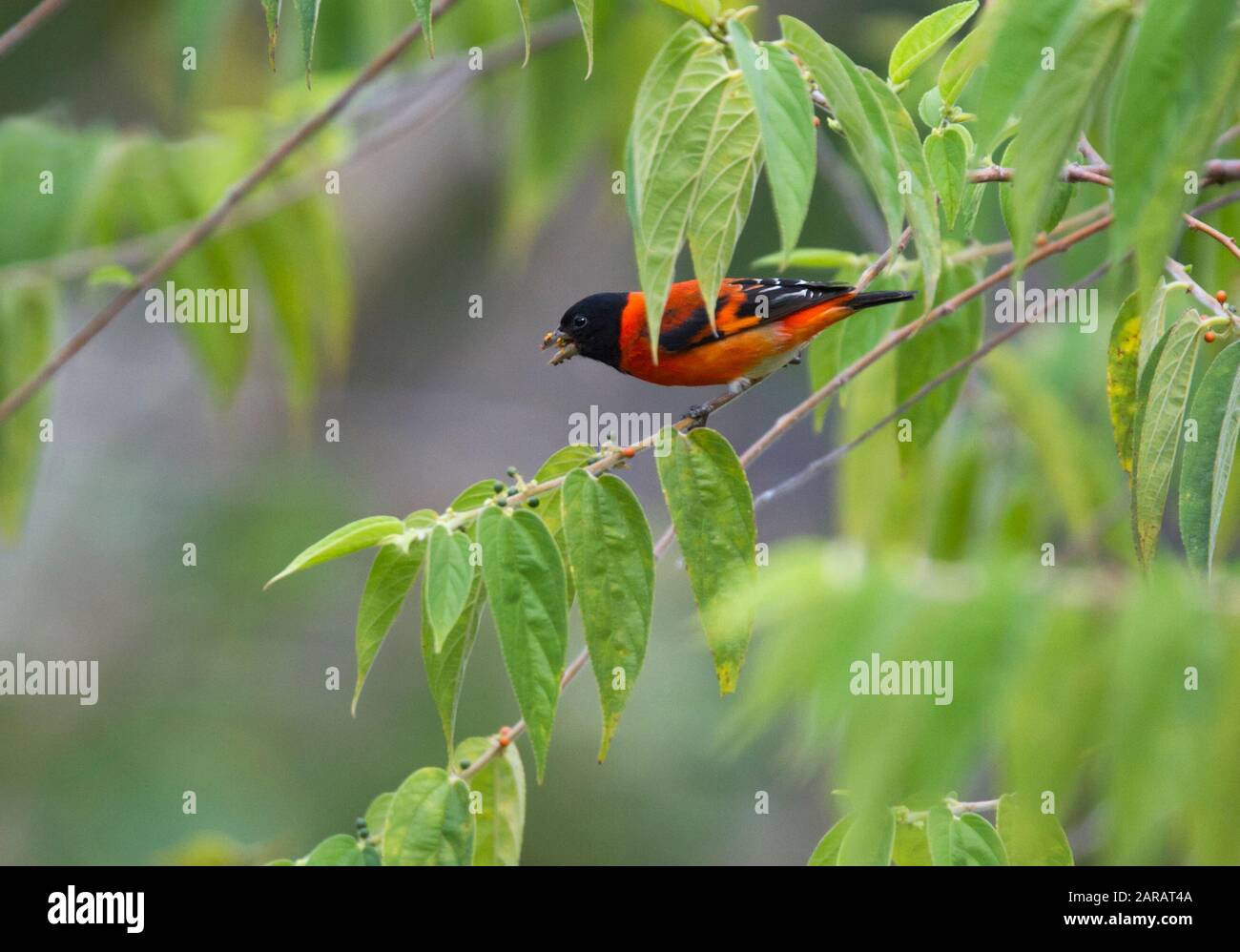 SISKIN rouge (Carduelis cuculata) mâle, Rupununi sud, Guyane, Amérique du Sud. Espèces en voie de disparition Banque D'Images