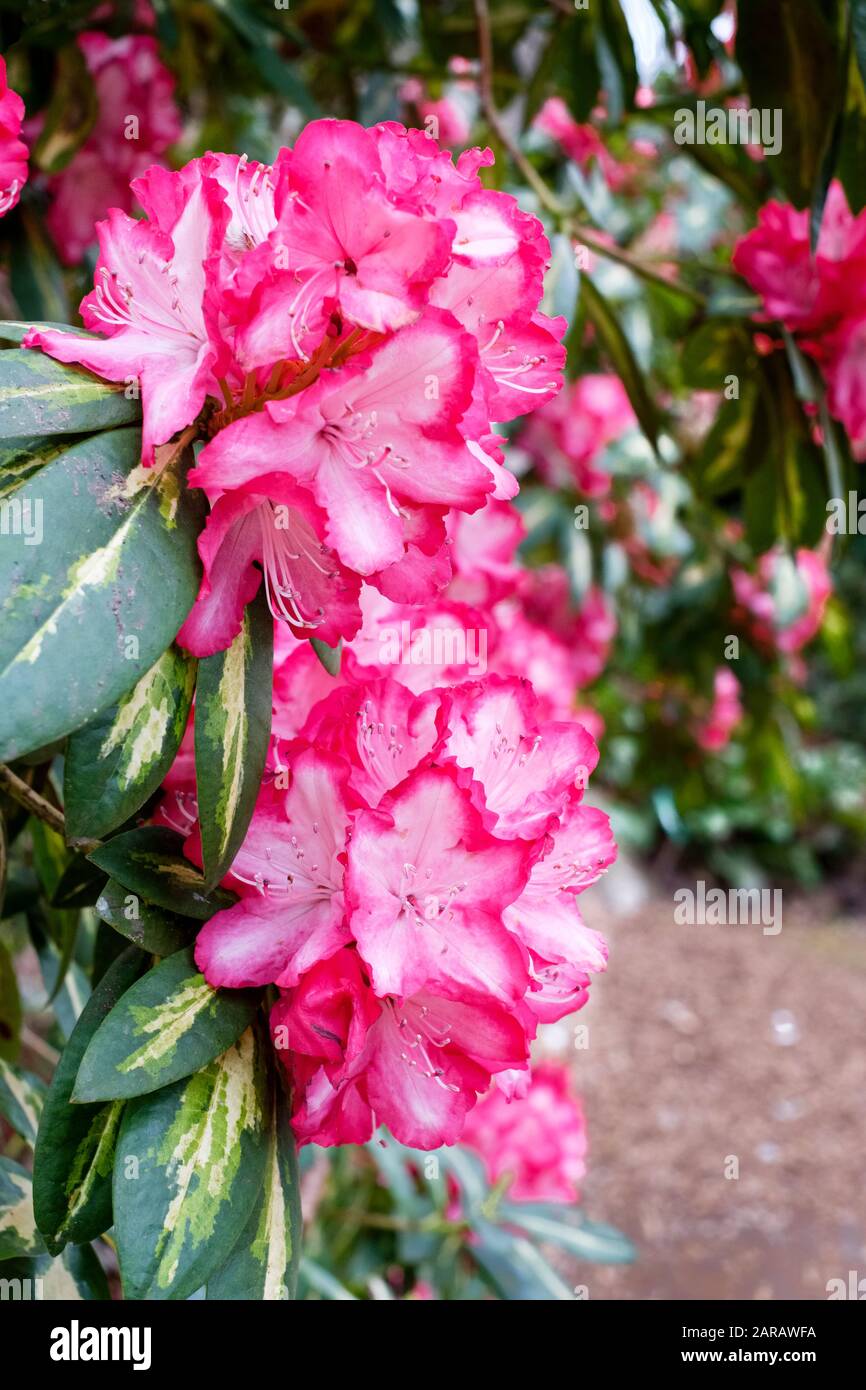 Gros plan de fleurs roses à lèvres du Rhododendron "Président Roosevelt" à Sping Banque D'Images