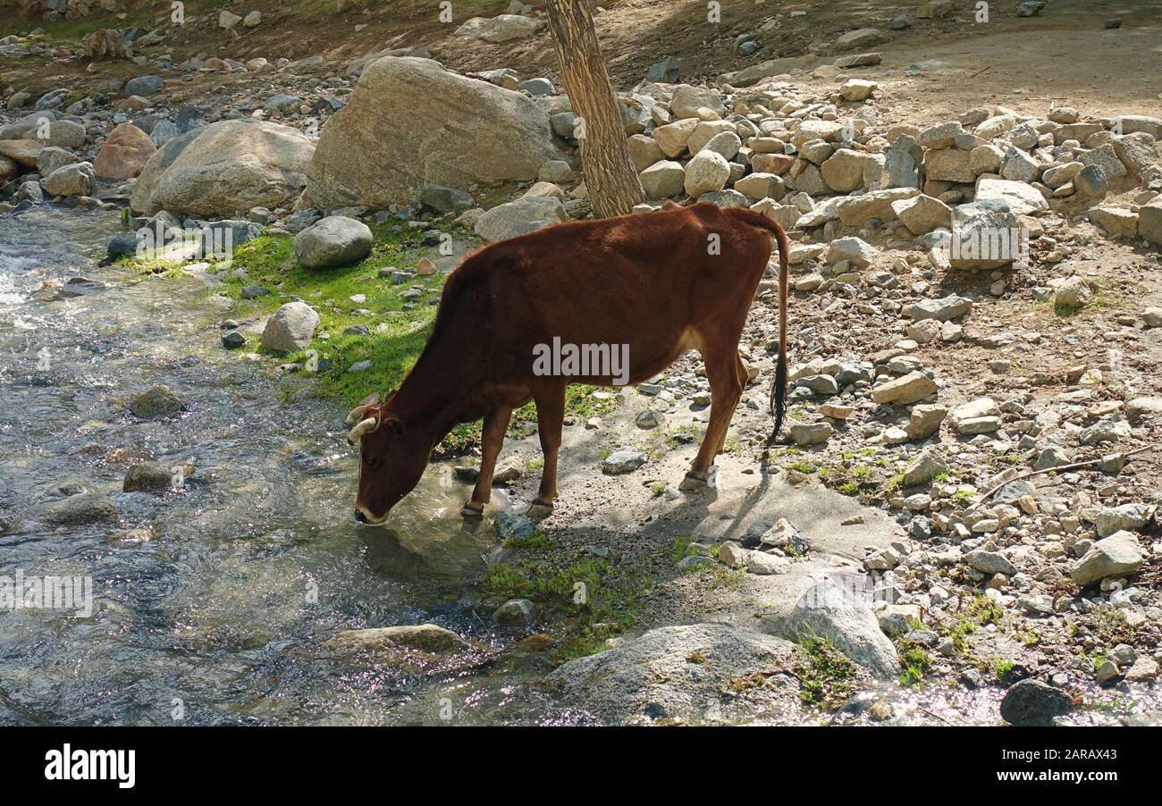 La vache boit de l'eau claire d'une rivière à Ladakh Banque D'Images