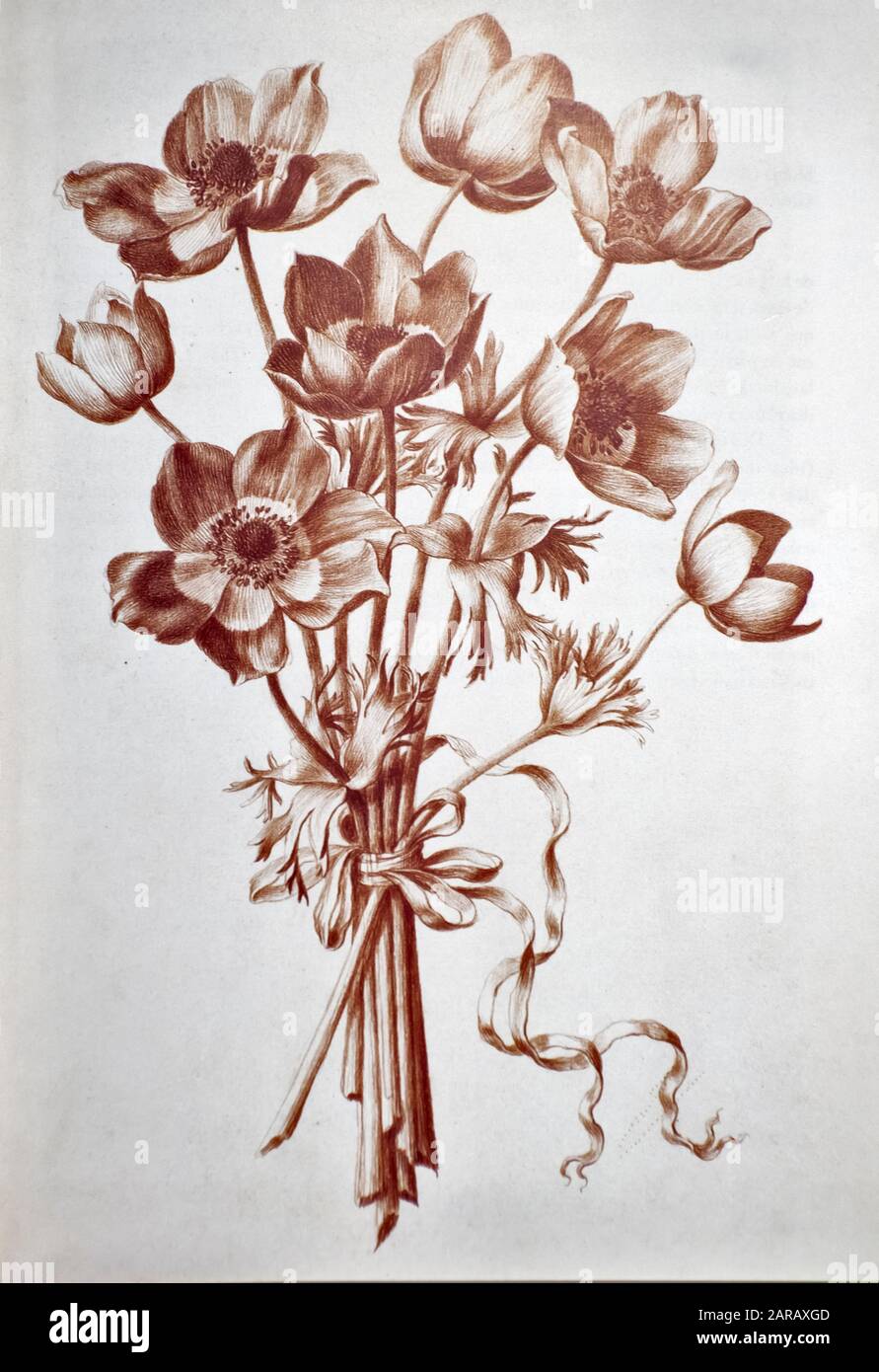 Anemone coronaria, (pavot anemone) craie rouge sur papier par Nicolas Robert de Sketchbook A au jardin du Roi, Paris c 1650 Banque D'Images