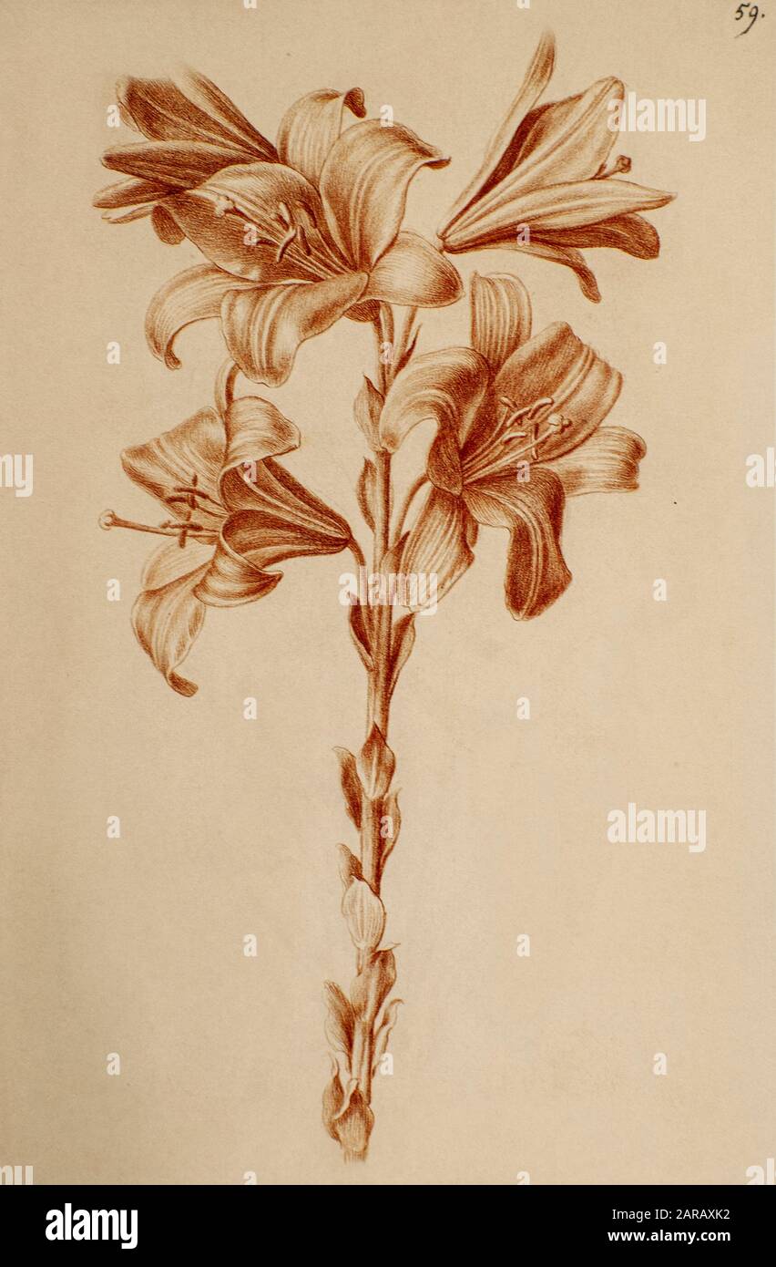 Lilium candidum, (Madonna lily) craie rouge sur papier par Nicolas Robert de Sketchbook A au jardin du Roi, Paris c 1650 Banque D'Images