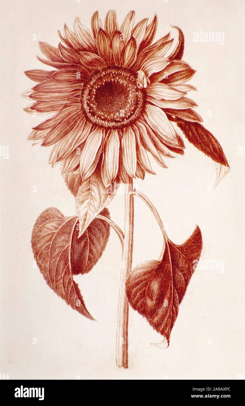 Helianthus annuus, le tournesol commun à la craie rouge sur papier par Nicolas Robert de Sketchbook A au jardin du Roi, Paris c 1650 Banque D'Images