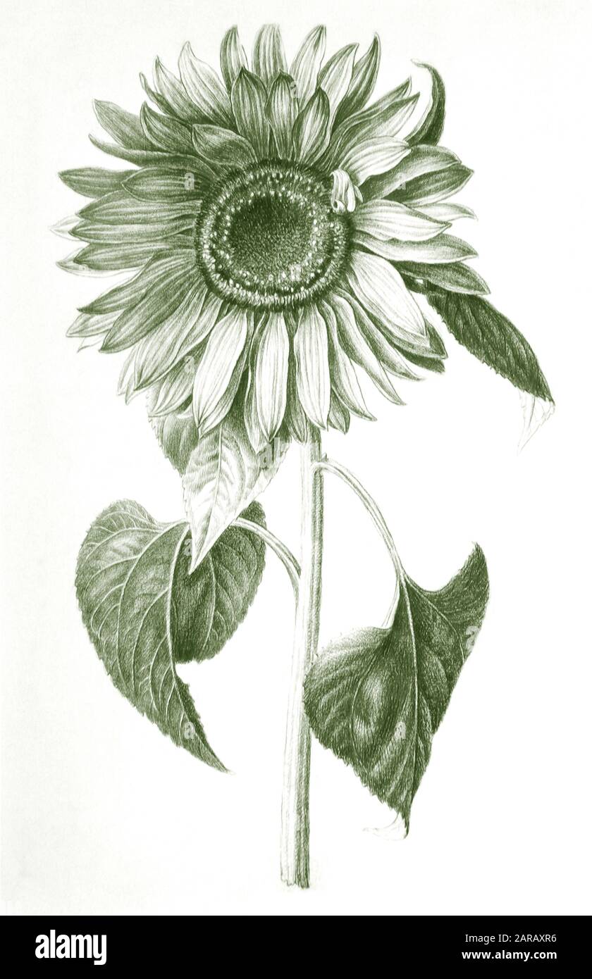 Image numérique améliorée d'un Helianthus annuus, le tournesol commun de Nicolas Robert de Sketchbook A au jardin du Roi, Paris c 1650 Banque D'Images