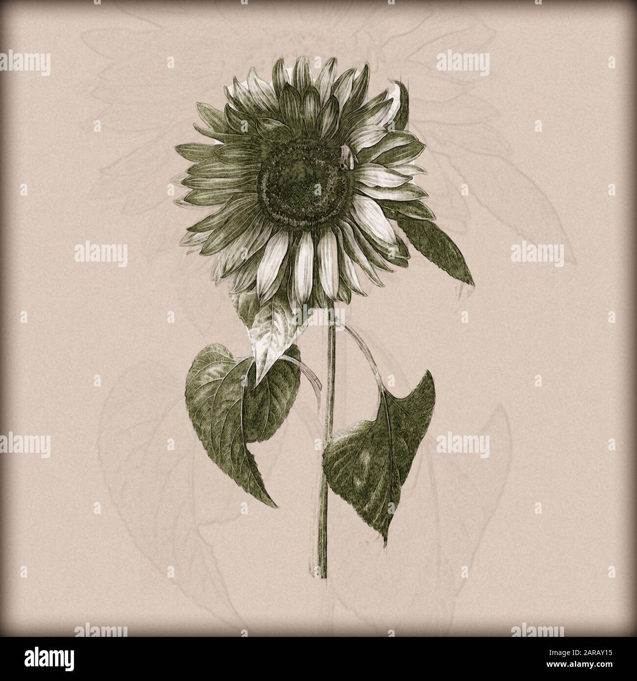 Image numérique améliorée d'un Helianthus annuus, le tournesol commun de Nicolas Robert de Sketchbook A au jardin du Roi, Paris c 1650 Banque D'Images