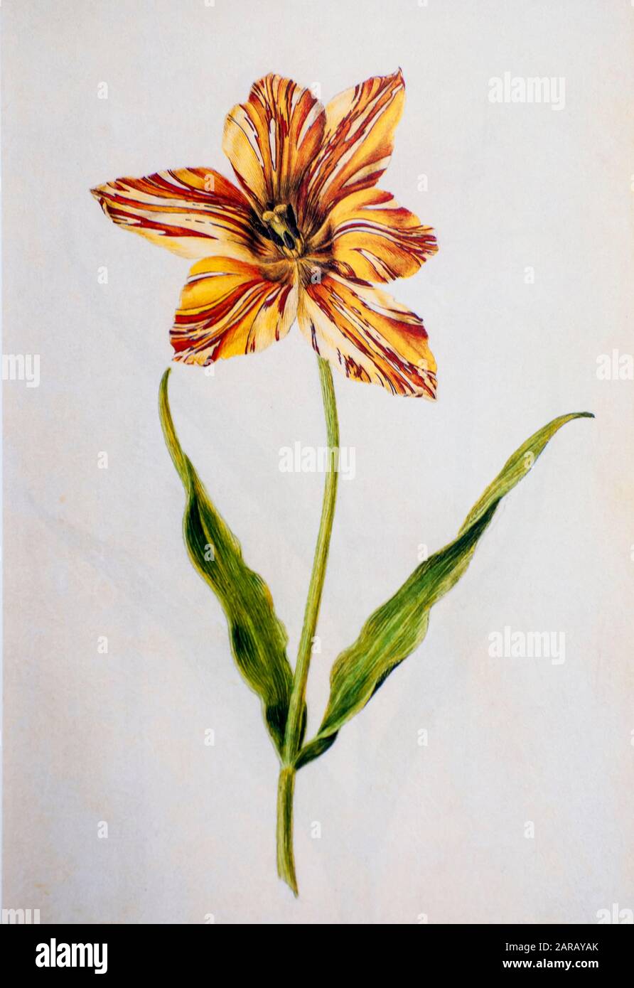 Peinture aquarelle du XVIIe siècle d'un Tulipa gesneriana (Gesner's Tulip, Didier's tulipe ou tulipe de jardin) de Livre des Tulipes (Livre des tulipes) de ni Banque D'Images