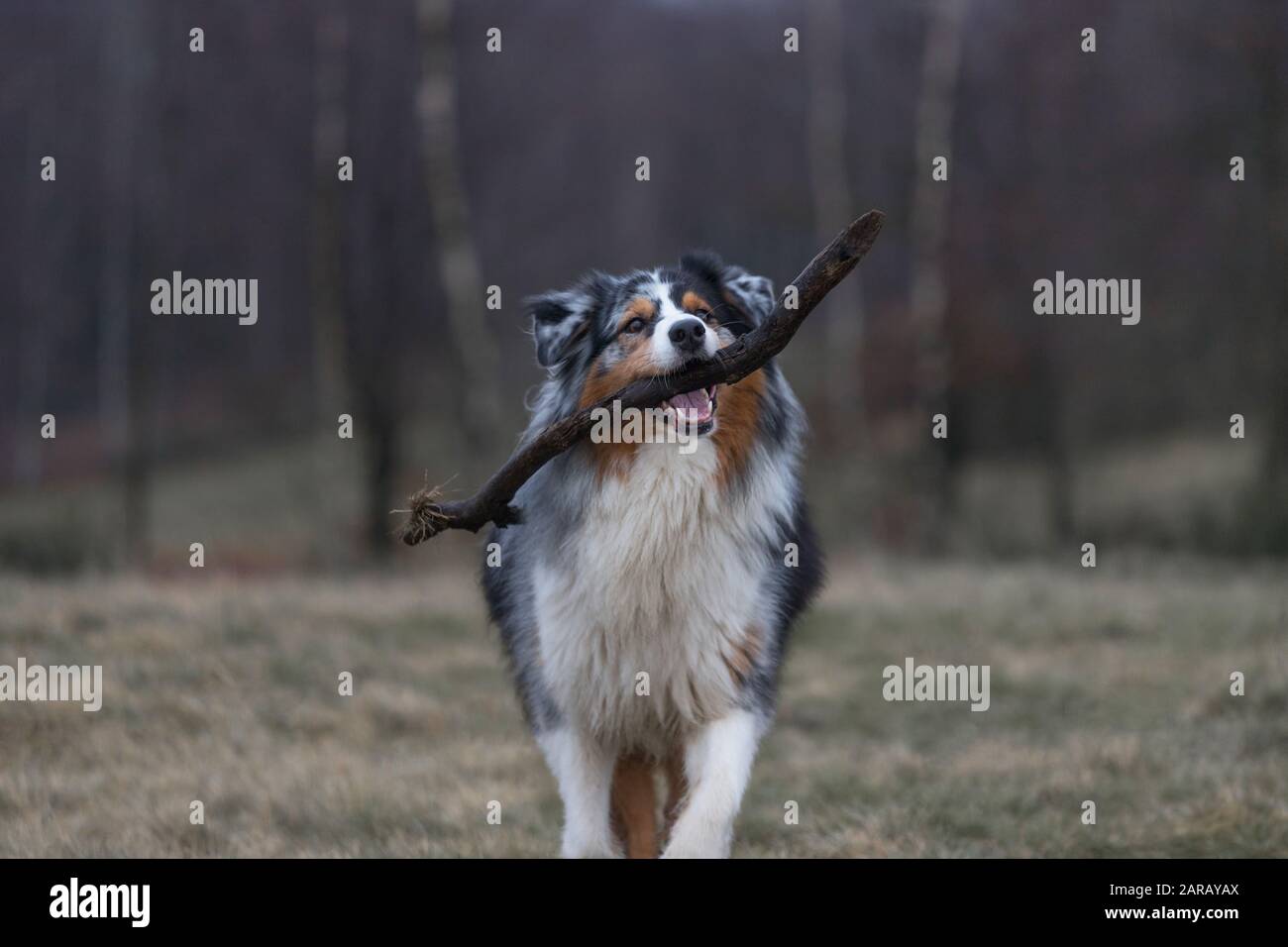 un beau chien qui joue à l'extérieur Banque D'Images