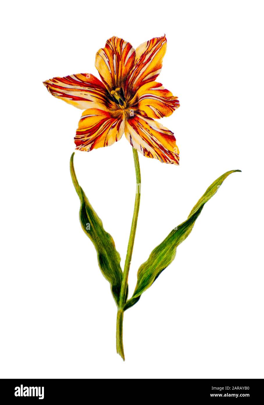 Peinture aquarelle du XVIIe siècle d'un Tulipa gesneriana (Gesner's Tulip, Didier's tulipe ou tulipe de jardin) de Livre des Tulipes (Livre des tulipes) de ni Banque D'Images