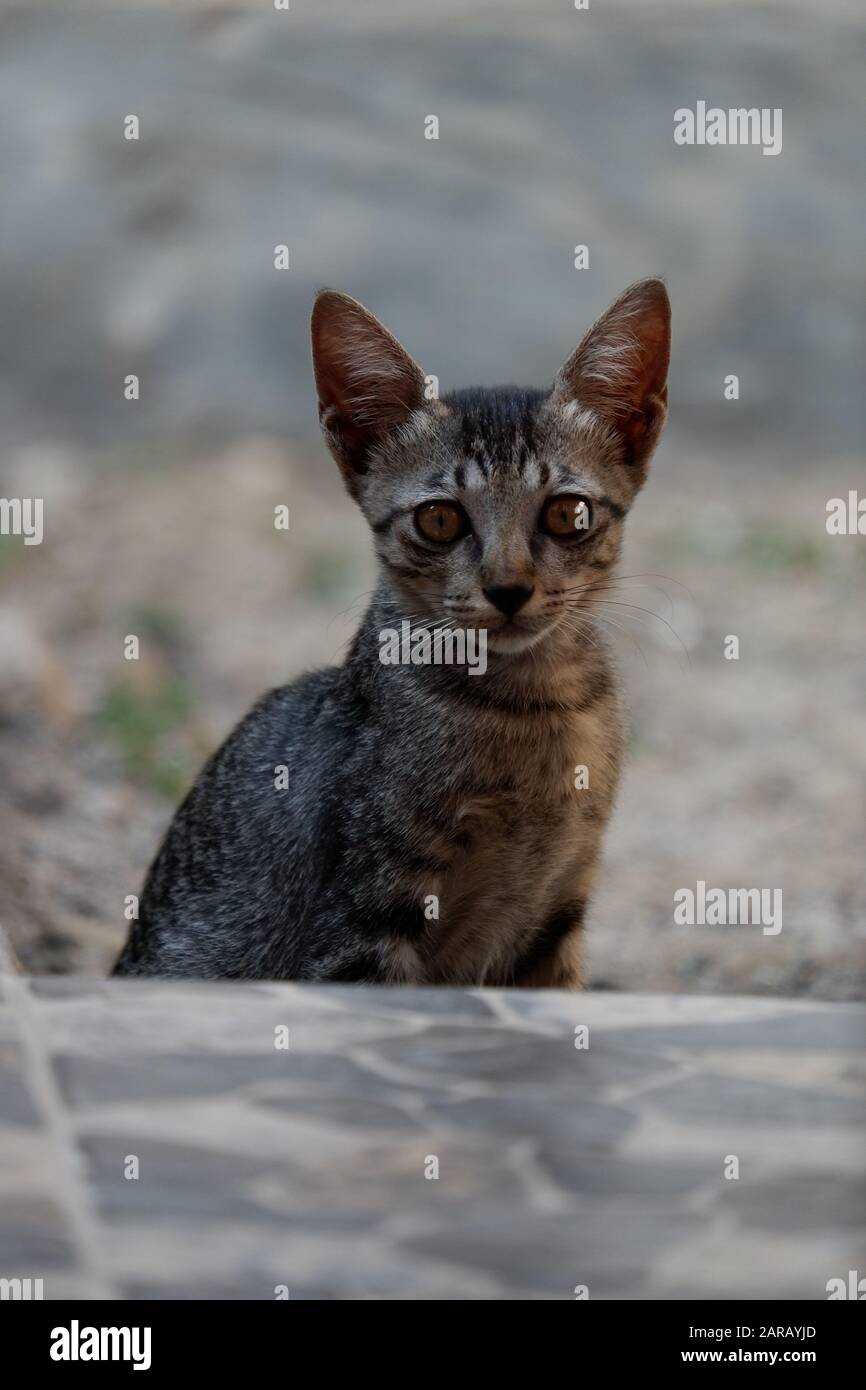 Regarde-moi hooman! Je vous regarde. Regardez mes yeux hooman! Je regarde vos yeux Banque D'Images