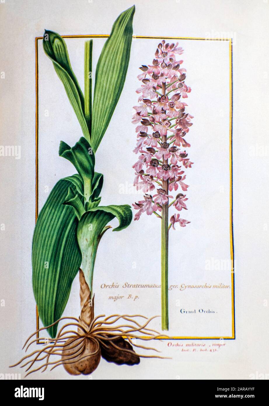 Orchis purpurea, la dame orchidée du XVIIe siècle peint à la main sur parchemin botanique étude d'un du jardin du Roi botanique Florilegium du Prince Eugen Banque D'Images