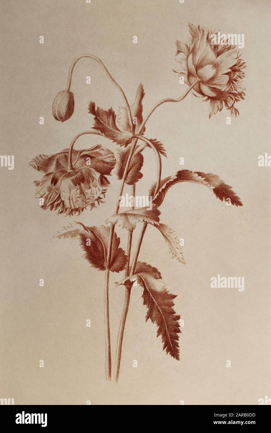 Papaver somniferum, (pavot à opium) craie rouge sur papier de Nicolas Robert de Sketchbook A au jardin du Roi, Paris c 1650 Banque D'Images