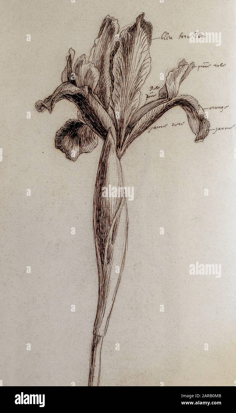 Iris monochrome sur papier par Nicolas Robert de Sketchbook B au jardin du Roi, Paris c 1650 Banque D'Images