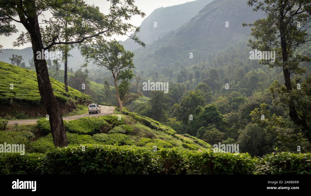 Conduite à travers des plantations de thé à Munnar, Kerala, Inde Banque D'Images