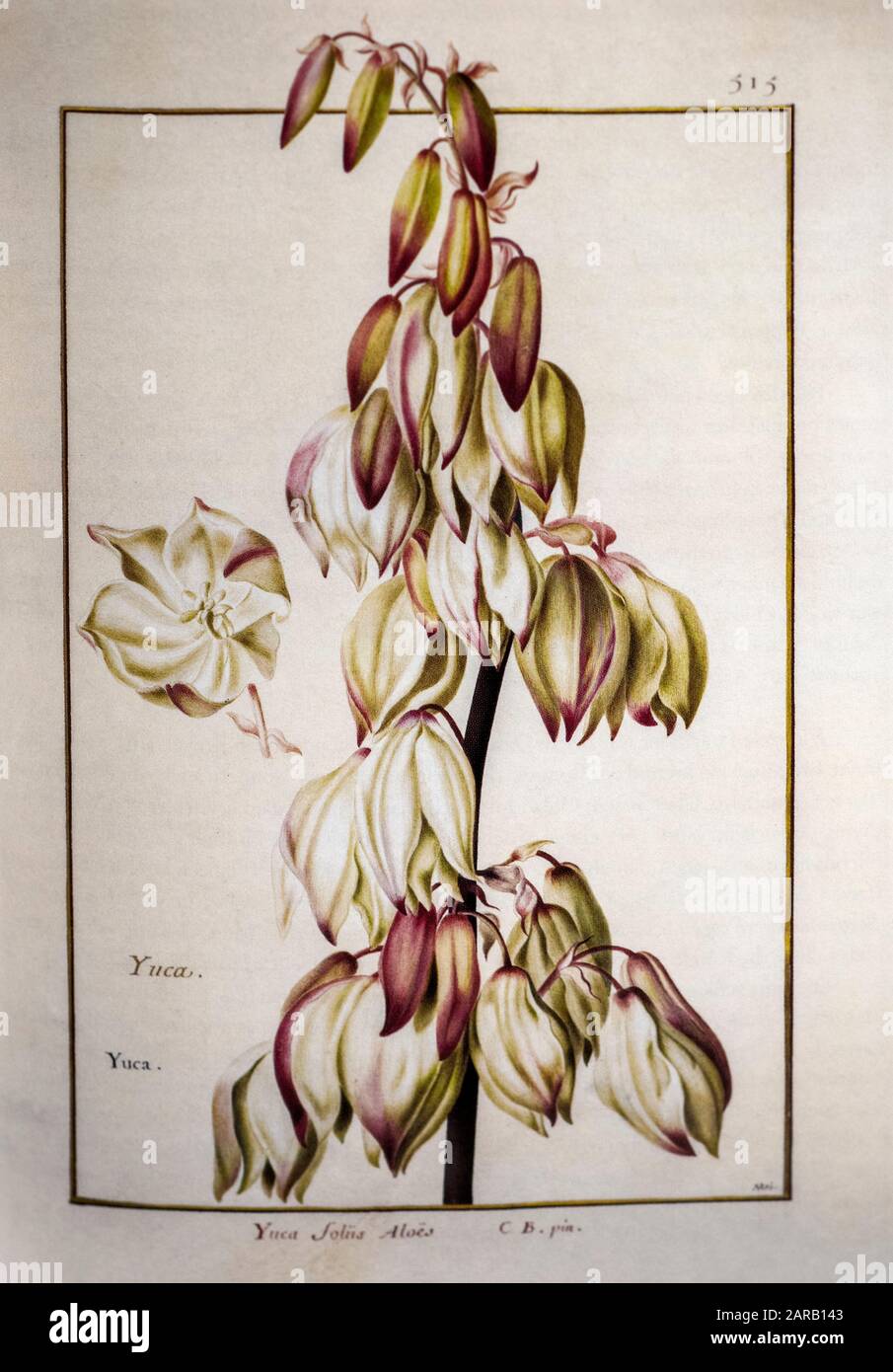 Yucca filamentosa, aiguille et fil d'Adam, XVIIe siècle peint à la main sur parchemin botanique étude d'un du jardin du Roi botanique Florilegium de Banque D'Images