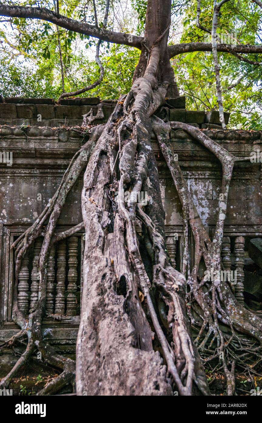 Une racine d'arbre la consommation d'un bâtiment à Beng Mealea temple complexe, au Cambodge. Banque D'Images
