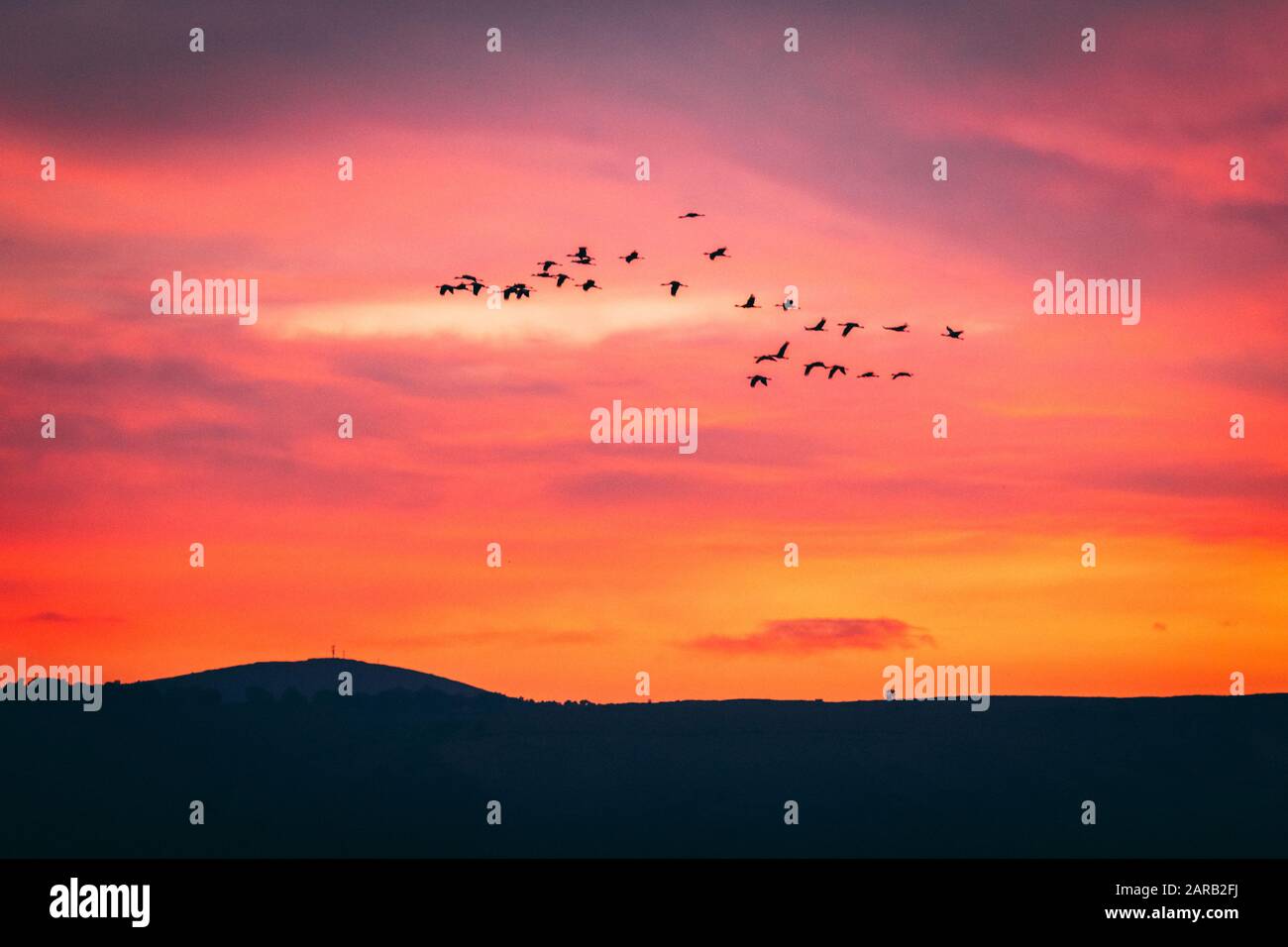Un troupeau d'oiseaux migrateurs silhouetted sur un ciel rouge coucher de soleil Banque D'Images