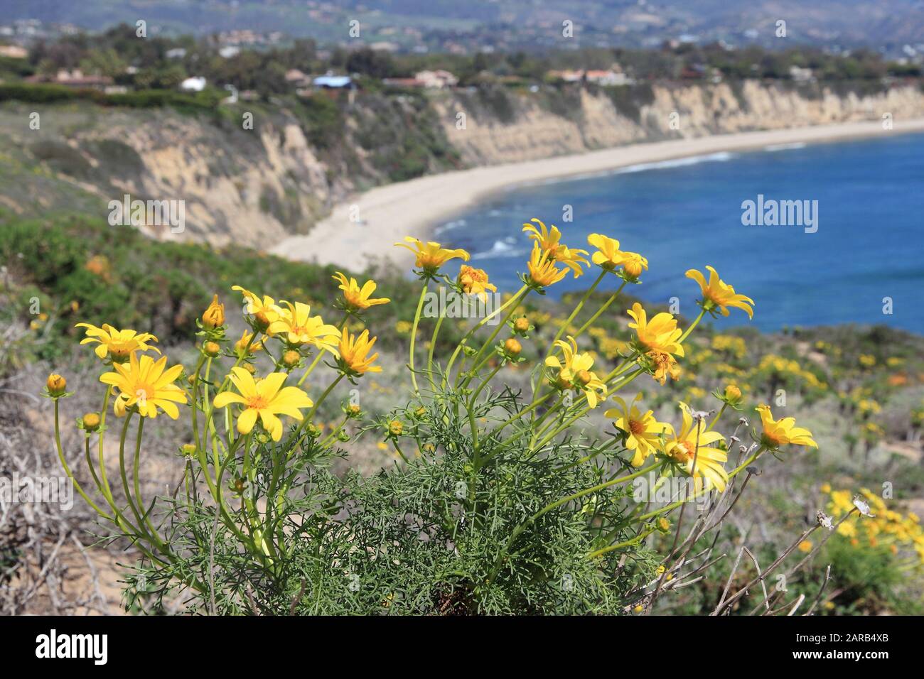 California nature - vue sur la côte du Pacifique à Malibu. Plage d'état de point de Dume avec des fleurs de Coréopsis géant (dahlia de la mer géante). Banque D'Images