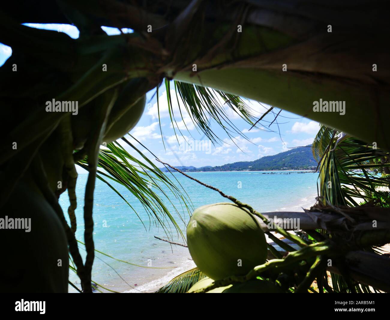 Vue à travers les palmiers à Lamai Beach, Ko Samui Banque D'Images