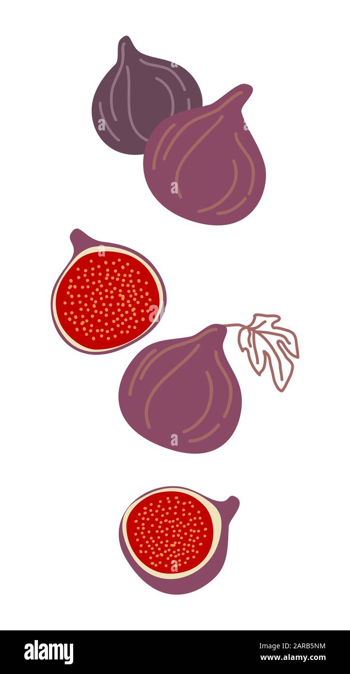 Figues isolées, illustration vectorielle colorée. Chute de figues fruits entiers et coupé en moitié isolé sur fond blanc Illustration de Vecteur