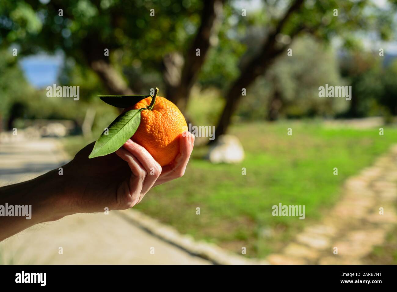 Main de l'homme tenant l'orange fraîche cueillie dans le jardin de fruits le jour ensoleillé Banque D'Images