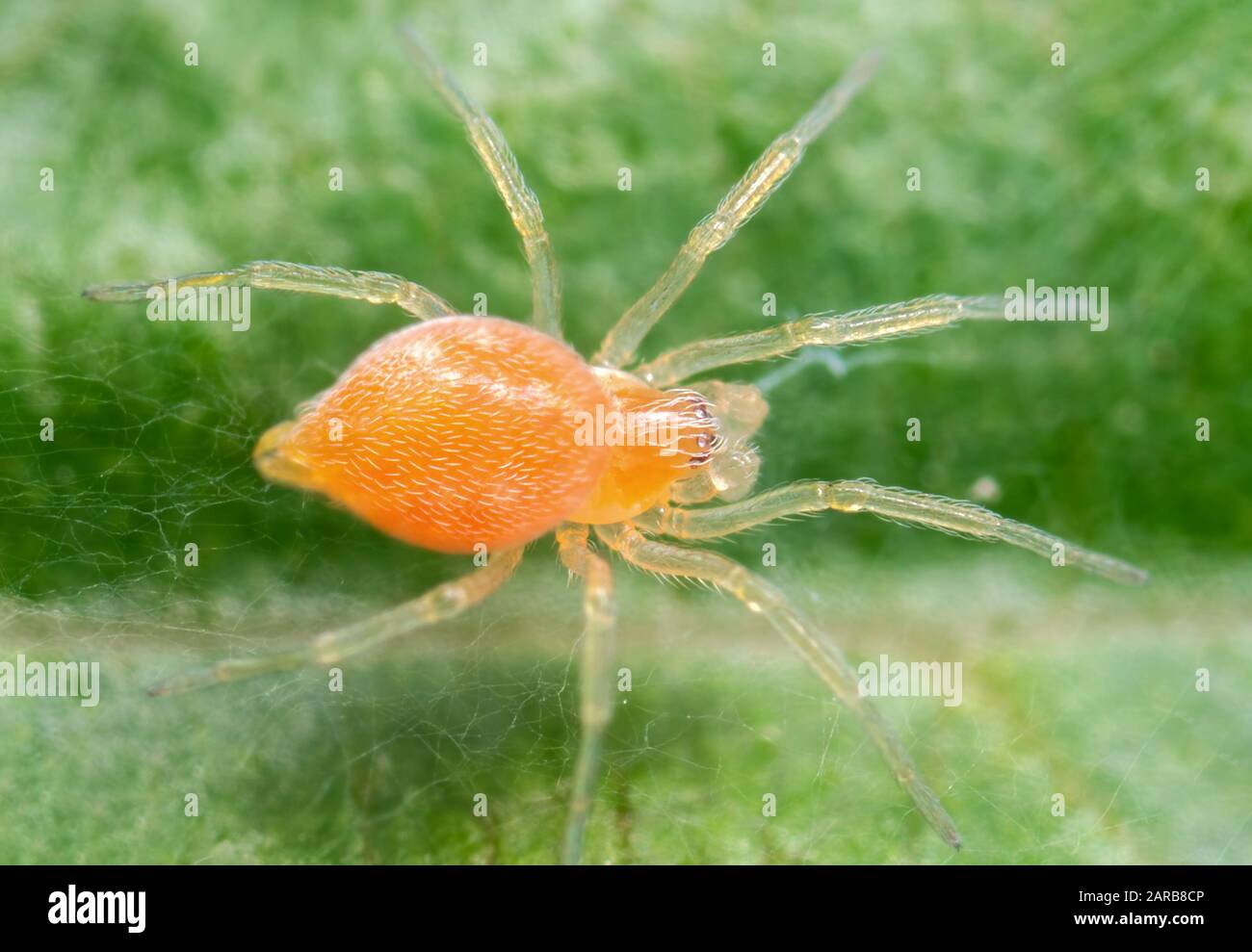 macro photo de une vert araignée perché sur une feuille 22722701 Photo de  stock chez Vecteezy