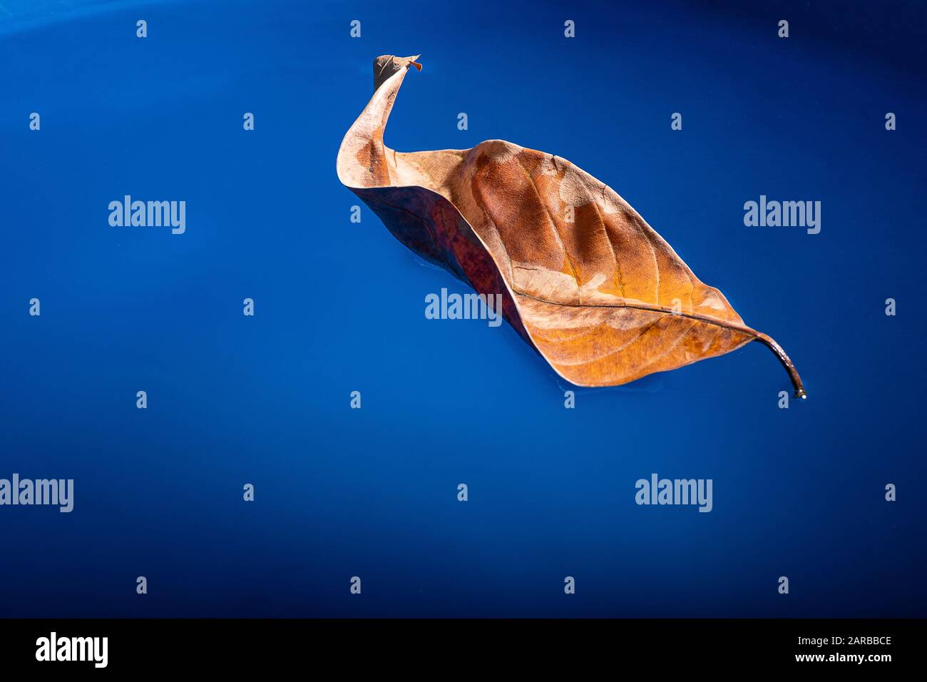 Les feuilles sèches flottent sur la surface bleue de l'eau Banque D'Images