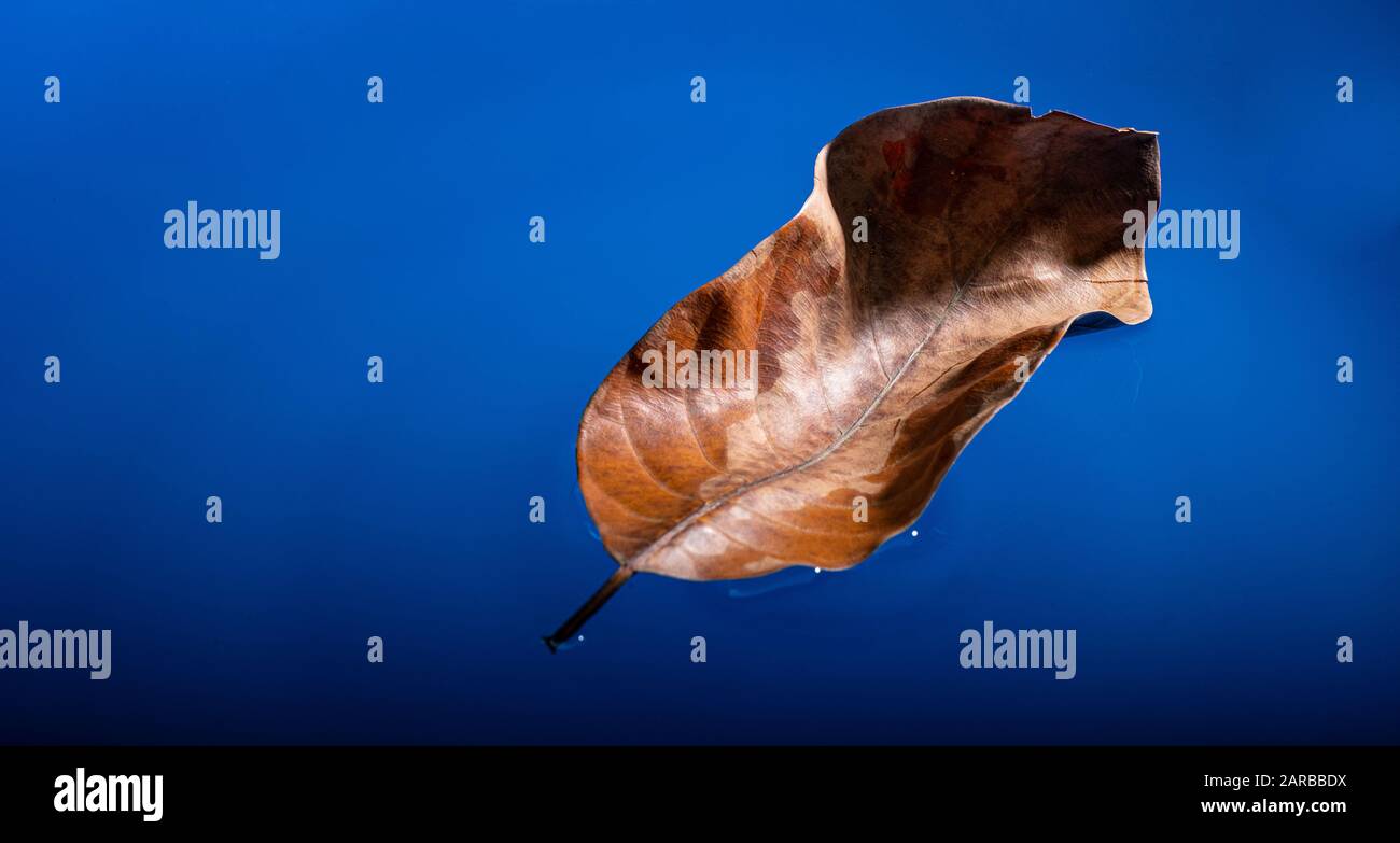 Les feuilles sèches flottent sur la surface bleue de l'eau Banque D'Images