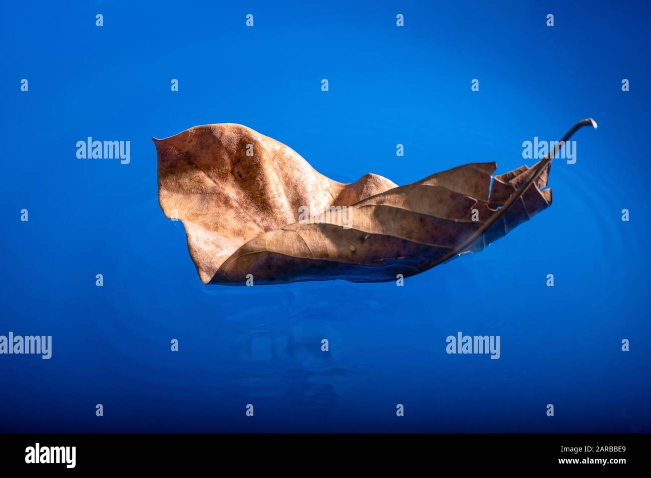 Les feuilles sèches flottent sur la surface bleue de l'eau Banque D'Images