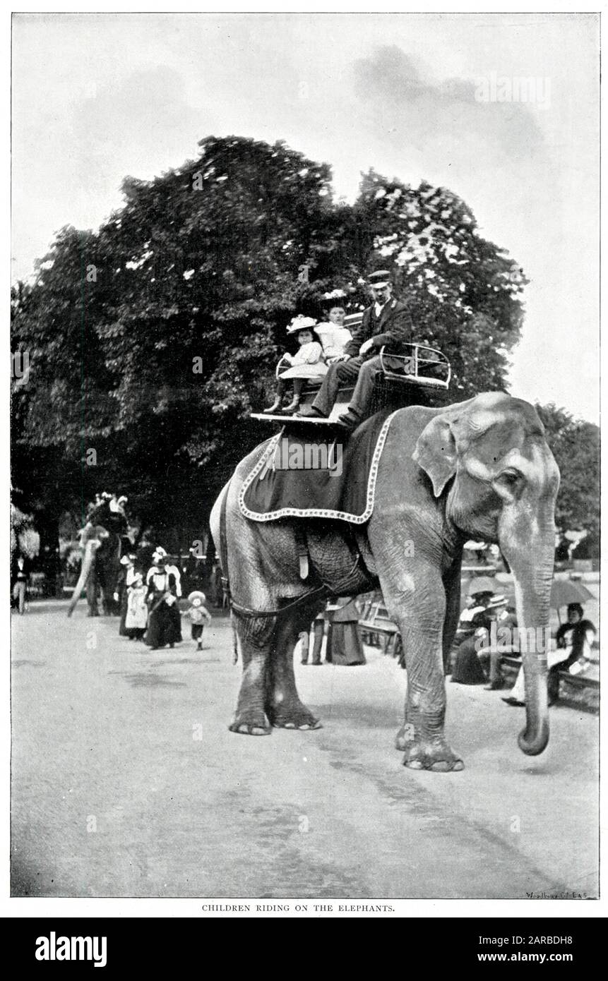 Enfants chevauchant sur les éléphants à Zoological Gardens, (zoo de Londres). Banque D'Images