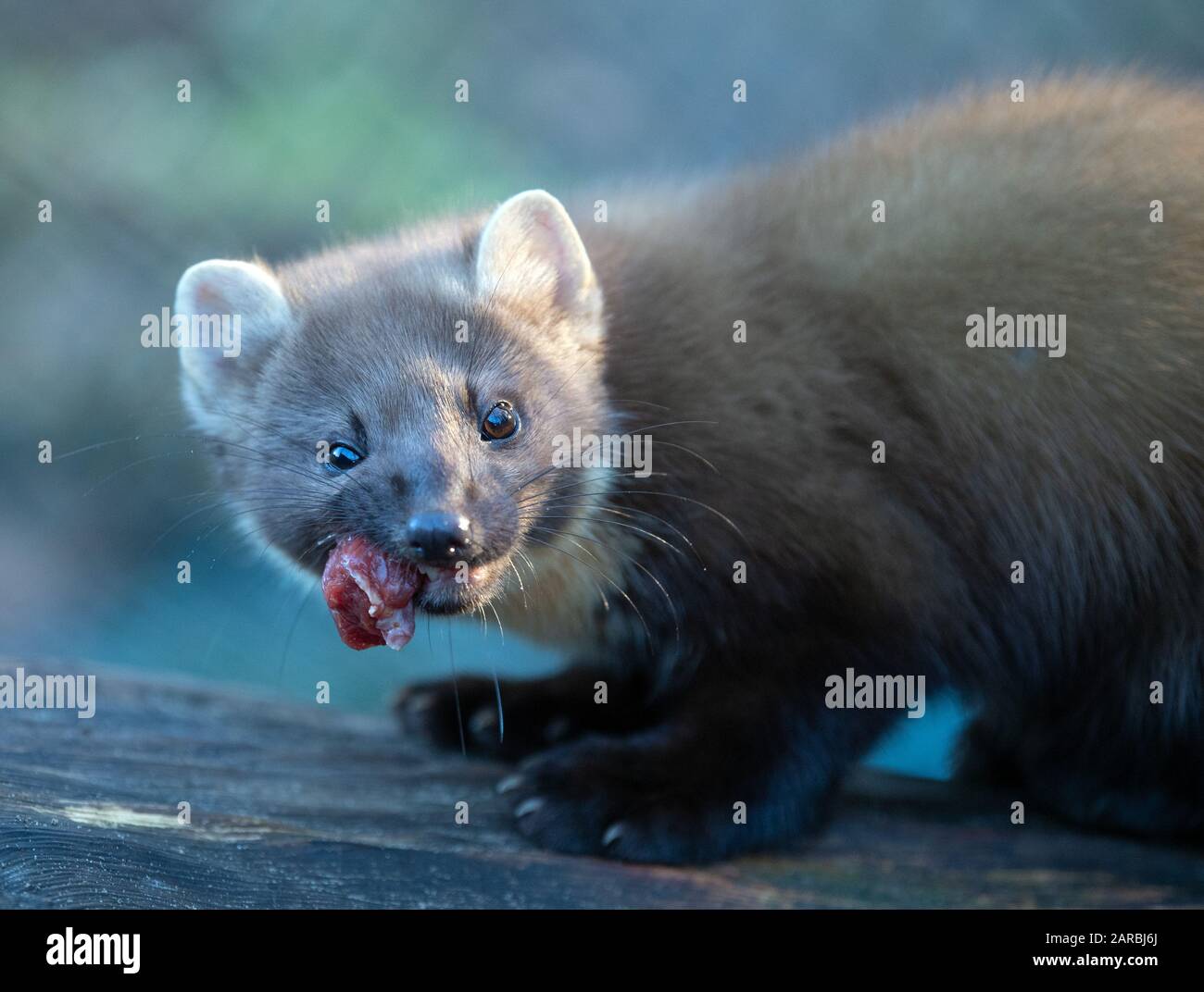 Neuruppin, Allemagne. 16 janvier 2020. Une marine de pin mange un morceau de viande dans le parc animalier Kunsterspring. Les animaux sont des habitants nocturnes et ont parfois une superficie de 8 000 hectares pour leur chasse. Au total, plus de 500 animaux de 90 espèces différentes vivent dans le zoo du district d'Ostprignitz-Ruppin. Crédit: Soeren Stache/dpa-Zentralbild/ZB/dpa/Alay Live News Banque D'Images