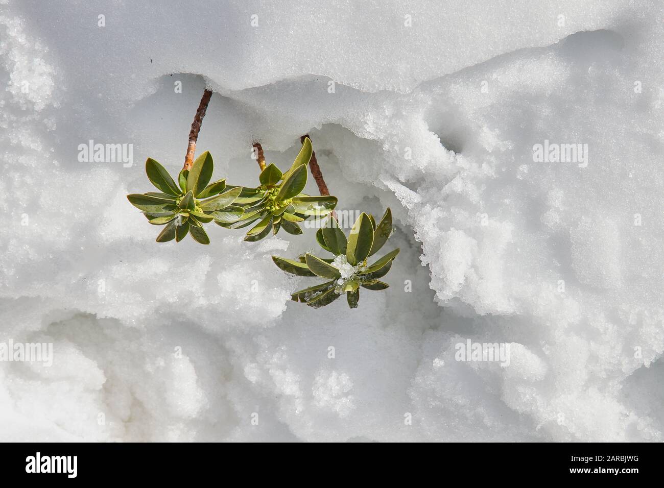 Plante gelée avec glace dans la Sierra de las Nieves Puerto de los Pilones Banque D'Images