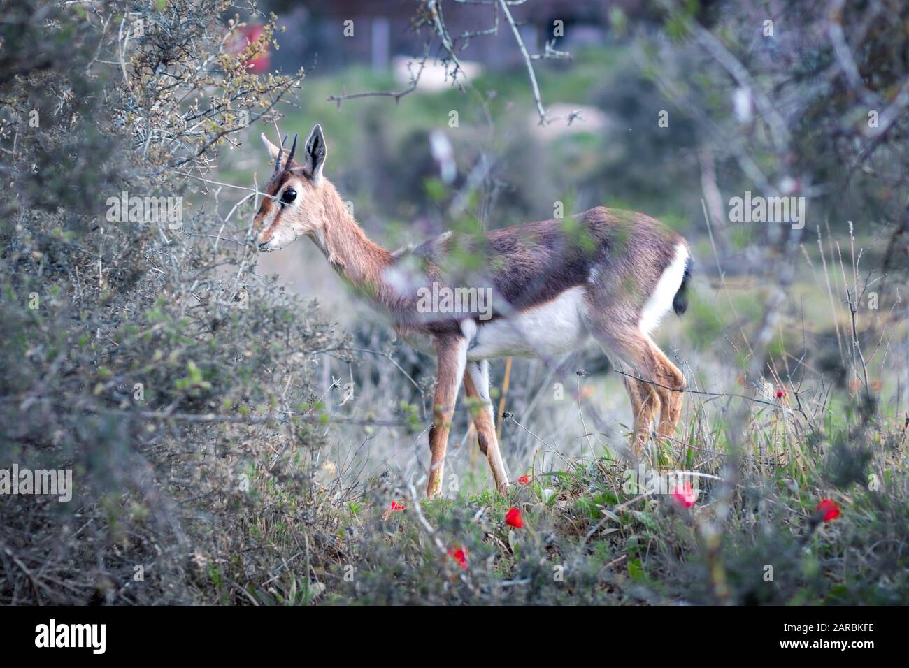 La gazelle de montagne palestinienne, le cerf israélien. Marche dans l'herbe verte avec des fleurs d'hiver, isolée par un fond flou. La Forêt De Jérusalem, Est Banque D'Images