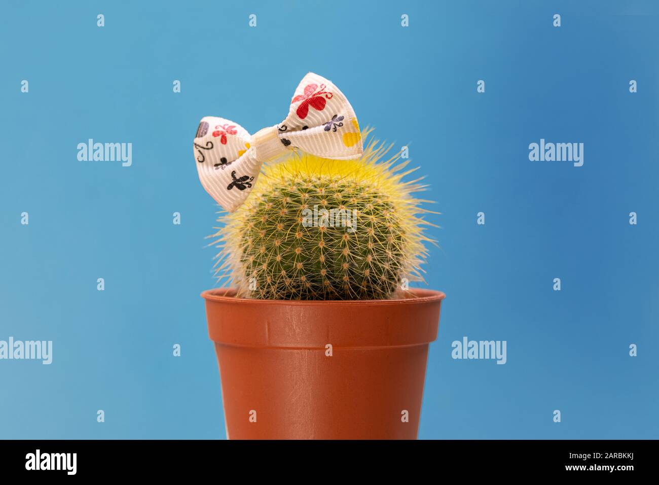 Têtes Cactus avec noeud sur fond bleu. Thème filles Banque D'Images