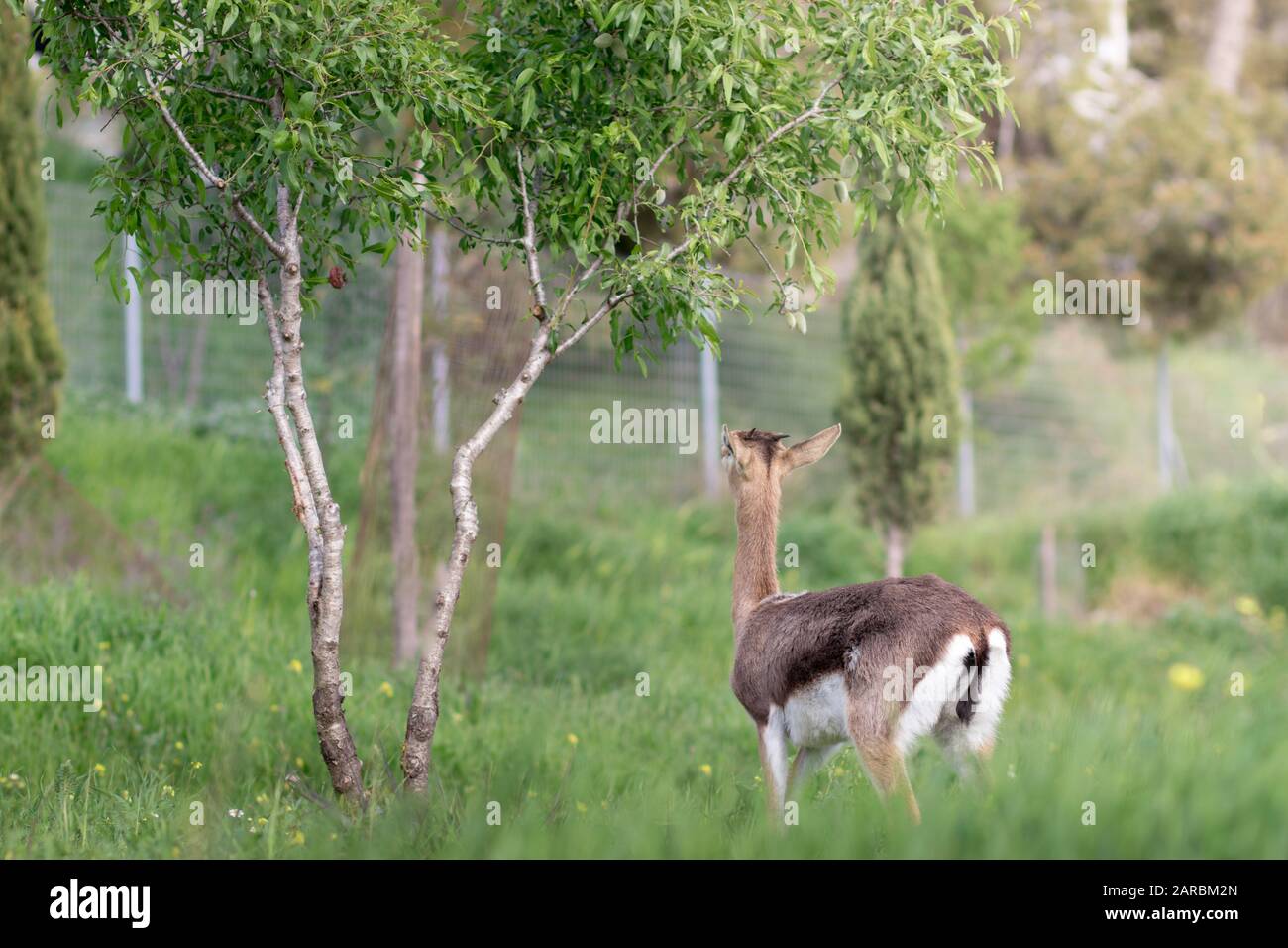 La gazelle de montagne palestinienne, le cerf israélien. Marche dans l'herbe verte avec des fleurs d'hiver, isolée par un fond flou. La Forêt De Jérusalem, Est Banque D'Images