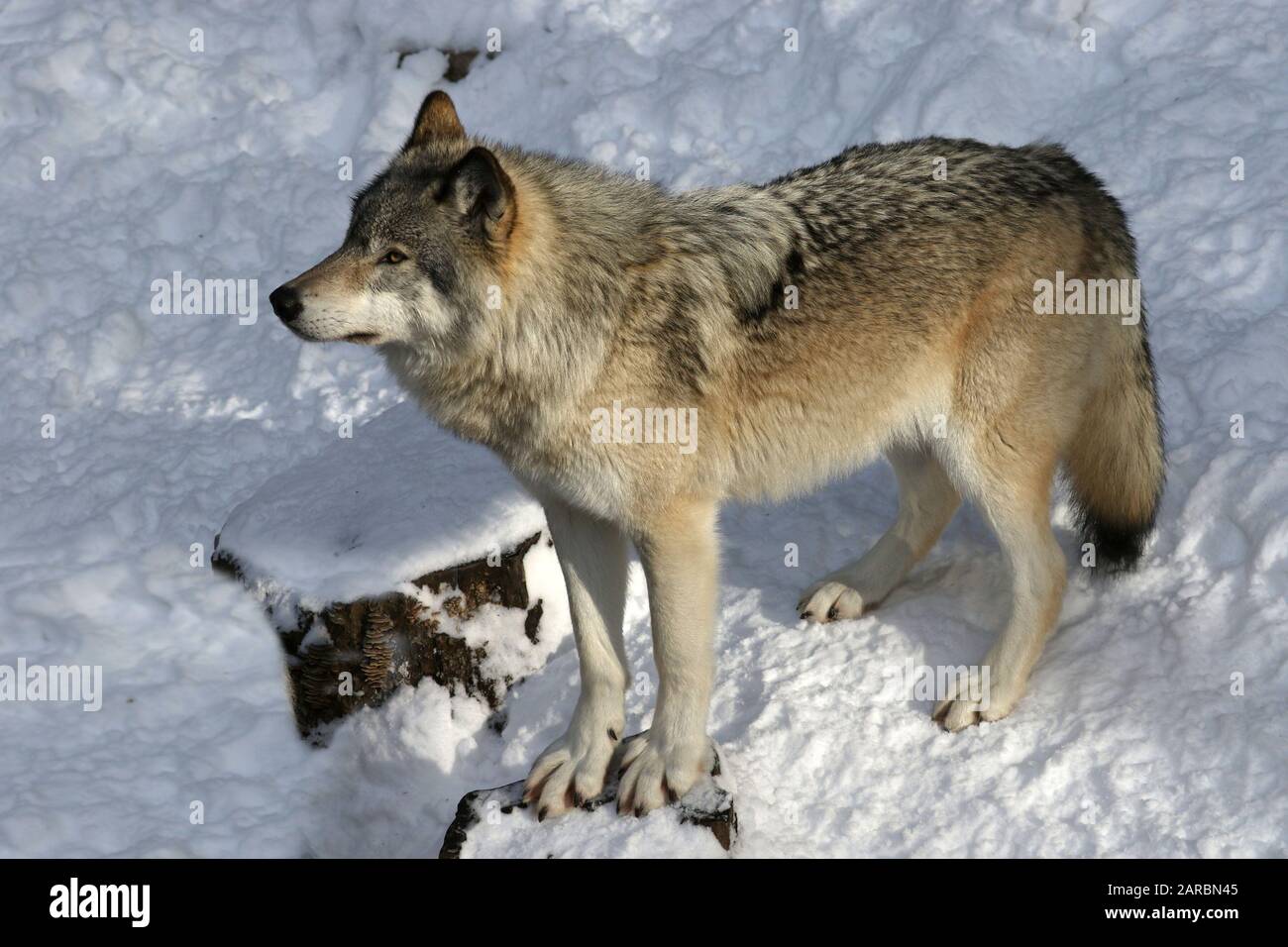 Les loups en hiver Photo Stock - Alamy