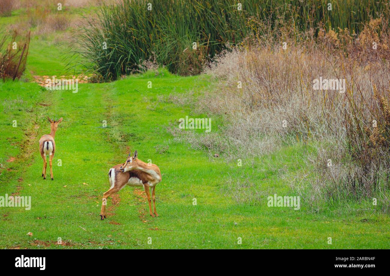 La gazelle de montagne palestinienne, le cerf israélien. Marche dans l'herbe verte avec des fleurs d'hiver, isolée par un fond flou. La Forêt De Jérusalem, Est Banque D'Images