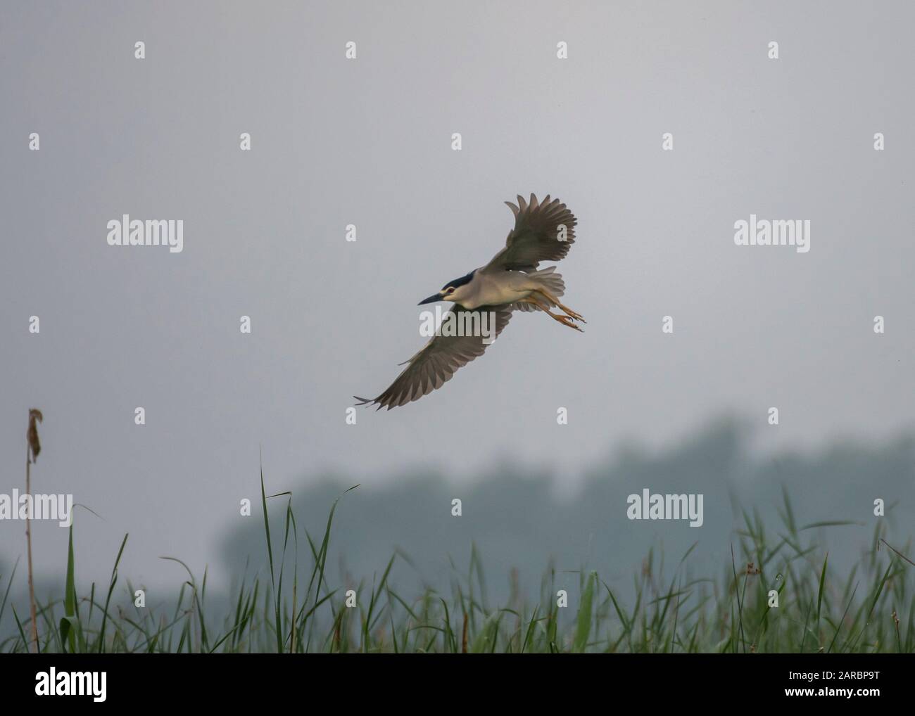 Nuit des Hérons (Nycticorax nycticorax), delta du Danube, Roumanie Banque D'Images