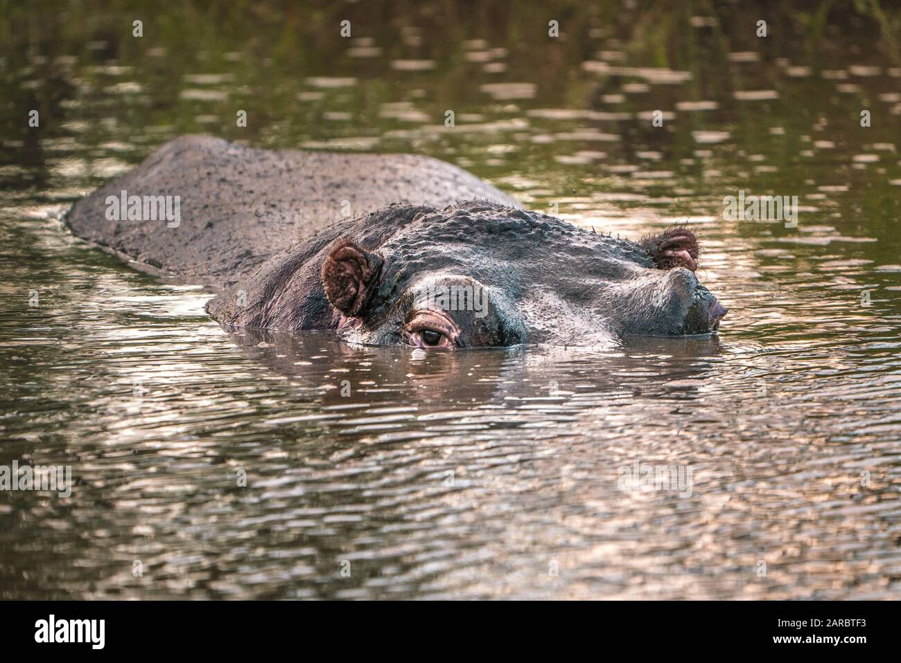 Hippo dans l'œil de l'eau pour regarder le parc national de l'Afrique du Sud Banque D'Images