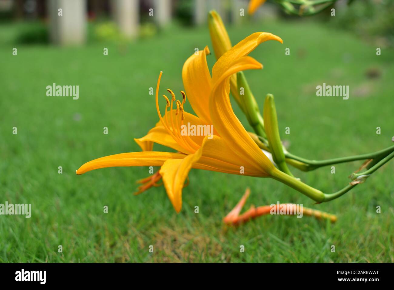 Lily de jour nain . Il Blooms du début à la fin de l'été. Banque D'Images