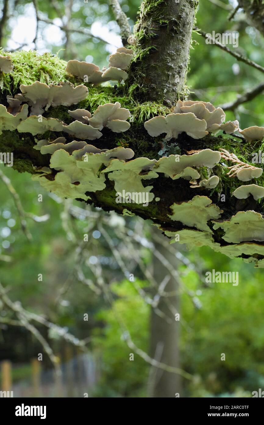 Champignon non identifié sur un arbre de fruits mort à Burley-in-Wharfedale. 11/10/19 Banque D'Images