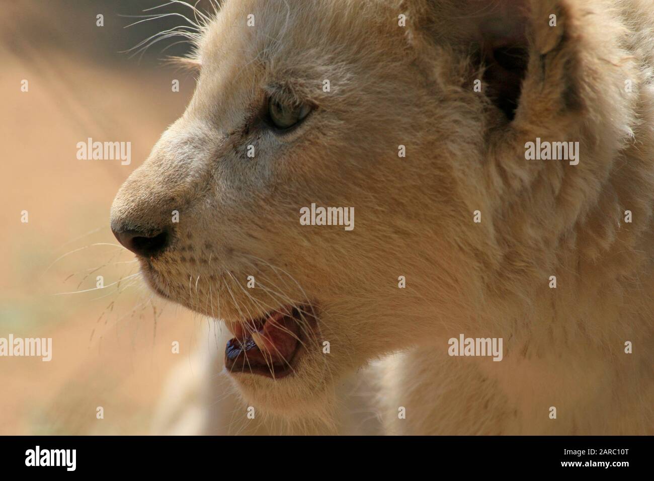 Bebes Lion Blanc Banque D Image Et Photos Alamy