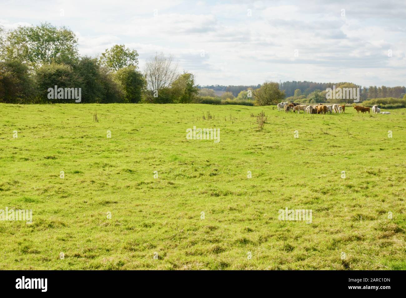 Troupeau de vaches laitières pâturage dans un pré herbacé luxuriant. Angleterre Royaume-Uni Banque D'Images