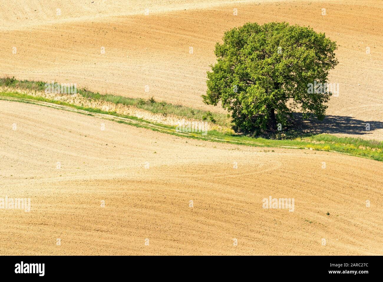 Arbre solitaire sur une route de terre dans un champ Banque D'Images