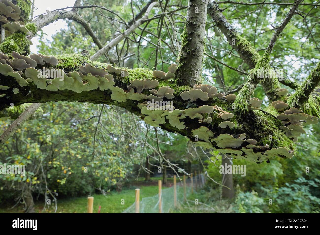 Champignon non identifié sur un arbre de fruits mort à Burley-in-Wharfedale. 11/10/19 Banque D'Images