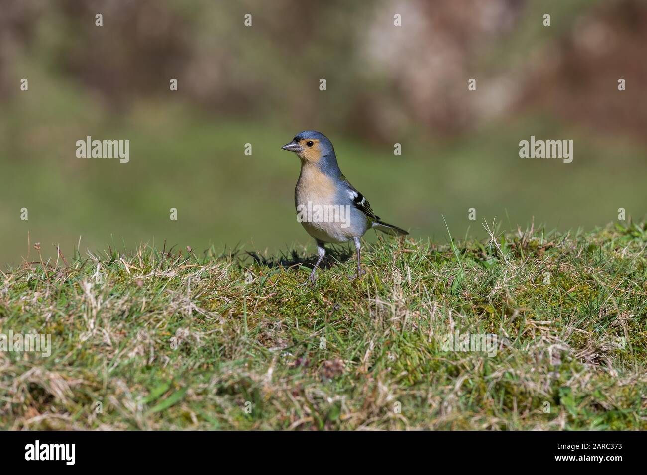 Très petit oiseau de sérérine endémique de l'île de Madère (firèrest de madère, roi de madère, regulus madeirensis) Banque D'Images